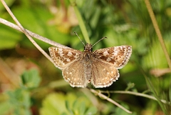 David Plant Photography - Wildlife Photography - Dingy skipper - B